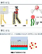 大坂直美即将开启常规赛调引热议(大坂直美首轮出局)